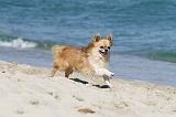 CHIHUAHUA 059